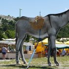 Alpes-Maritimes / Arrière-pays / Festivités / Escragnolles (06460) / Fête aux ânes à Escragnolles – Dimanche 26 juin 2016 – Photo n°2