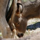 Alpes-Maritimes / Arrière-pays / Festivités / Escragnolles (06460) / Fête des ânes à Escragnolles – Dimanche 26 juin 2016 – Photo n°24