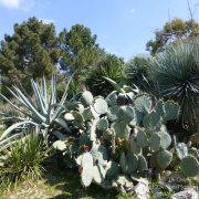 #CotedAzurFrance / Alpes-Maritimes (06) / Nice / Parcs & Jardins / Jardin Botanique de Nice – Corniche Fleurie – Botanical Garden of Nice – Photo n°27