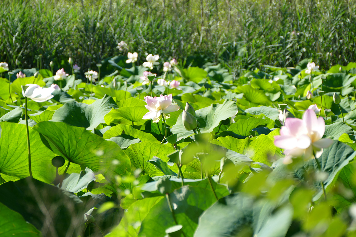 #CotedAzurFrance / Alpes-Maritimes (06) / Mougins / Parcs & Espaces naturels / Etang de Fontmerle – Les Lotus de L’étang de Fontmerle ! – Photo n°10