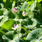 #CotedAzurFrance / Alpes-Maritimes (06) / Mougins / Parcs & Espaces naturels / Etang de Fontmerle – Les Lotus de L’étang de Fontmerle ! – Photo n°11