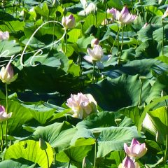 Etang de Fontmerle – Les Lotus sacrés – Mougins