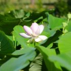 #CotedAzurFrance / Alpes-Maritimes (06) / Mougins / Parcs & Espaces naturels / Etang de Fontmerle – Les Lotus de L’étang de Fontmerle ! – Photo n°8