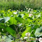#CotedAzurFrance / Alpes-Maritimes (06) / Mougins / Parcs & Espaces naturels / Etang de Fontmerle – Les Lotus de L’étang de Fontmerle ! – Photo n°9