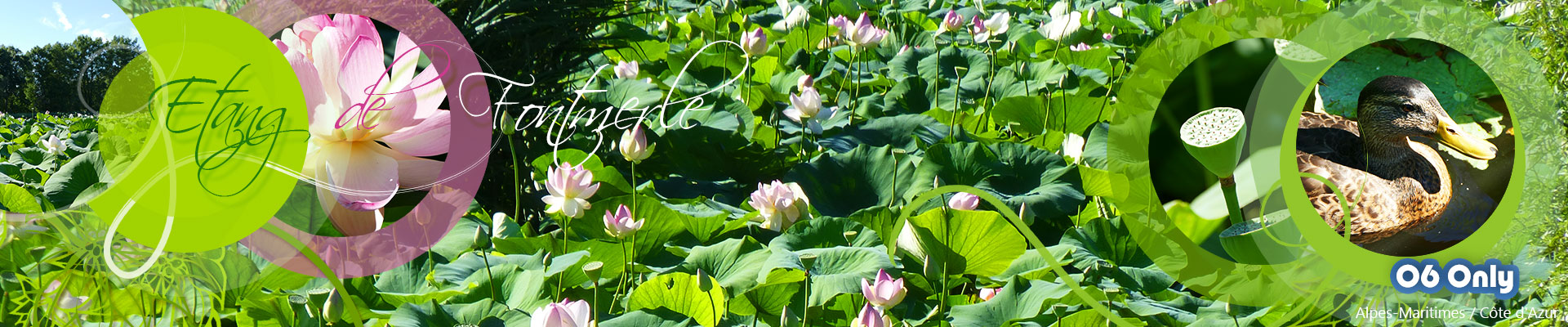 #CotedAzurFrance / Alpes-Maritimes (06) / Mougins / Parcs & Espaces naturels / Etang de Fontmerle – Les Lotus de L’étang de Fontmerle !