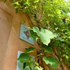 #CotedAzurNow / Alpes-Maritimes (06) / Menton / Parcs & Jardins / Jardin Serre de la Madone – Menton – Septembre 2017 – Photo n°7