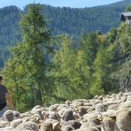 13ème édition de la Fête de la Transhumance à Roubion (06420)