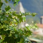 Alpes-Maritimes / Arrière-Pays / Utelle (06450) / Fêtes / Festivités / Monuments et Patrimoine – Village d’Utelle – Août 2016 – Photo n°33