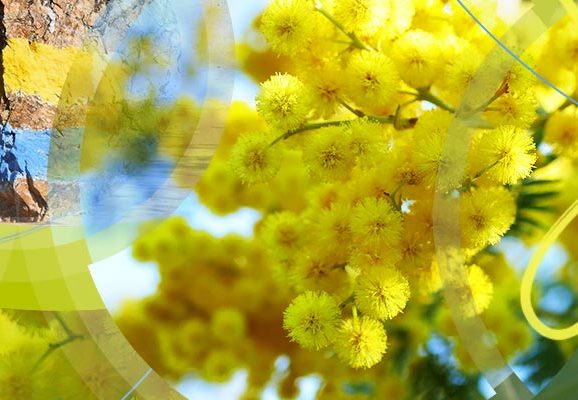 Massif du Tanneron – Pays du Mimosa