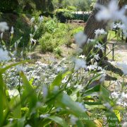 #CotedAzurFrance / Alpes-Maritimes (06) / Nice / Parcs & Jardins / Jardin Botanique de la Ville de Nice – Corniche Fleurie – Botanical Garden of Nice – Photo n°11