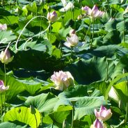 #CotedAzurFrance / Alpes-Maritimes (06) / Mougins / Parcs & Espaces naturels / Etang de Fontmerle - Les Lotus de L'étang de Fontmerle !